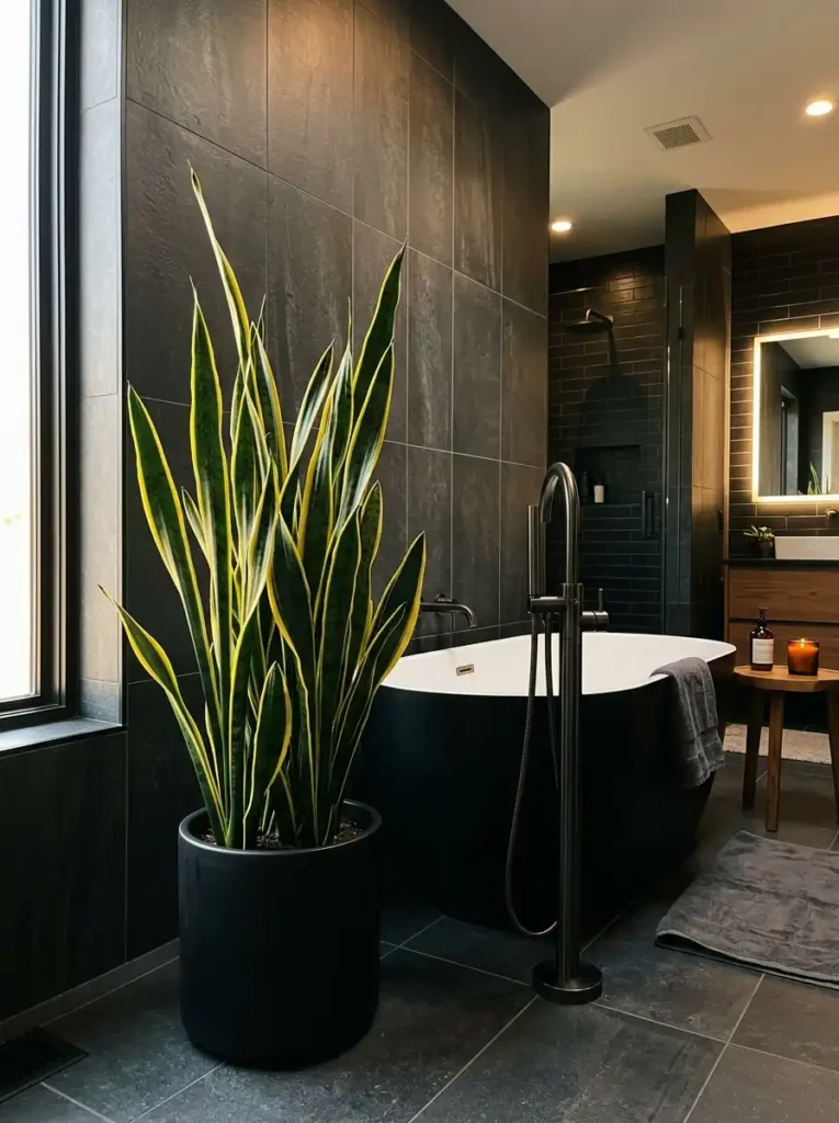 Snake Plant (Sansevieria / Dracaena trifasciata)