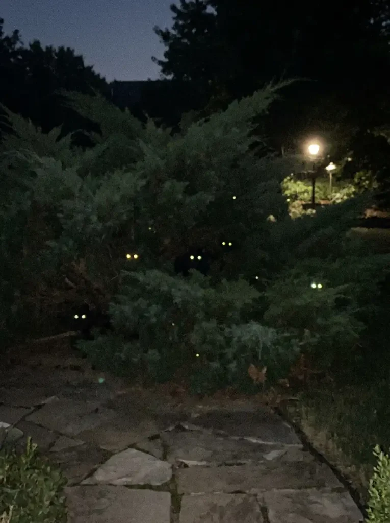  Creepy Crawly Bush Eye Cutouts